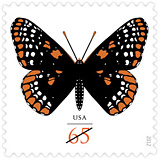 Baltimore Checkerspot Butterfly