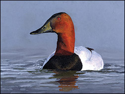 Junior Duck Stamp (not a postage stamp)