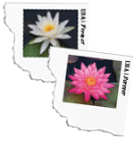 USPS Water Lilies Stamped Envelopes 2015