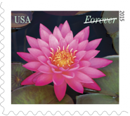 USPS Water Lily Forever Stamp, Flower Stamp