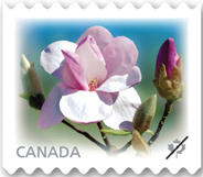 Canadian Magnolia Stamps, pink, 2013