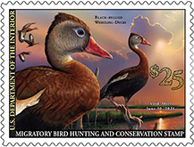 U.S. Fish and Wildlife Service 2020-2021 Junior Duck Stamp